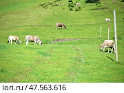 Коровы пасутся на лугу в солнечный день. Стоковое фото, фотограф Валерия Рожкова / Фотобанк Лори
