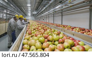 Food processing plant workers inspecting apples on conveyor belt. Стоковое AI-видео, аниматор Юрий Поздников / Фотобанк Лори