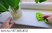 Cleaning indoor window sill with green cloth: hands wiping by plant vase in bright room. Стоковое видео, видеограф Zakharova Natasha / Фотобанк Лори
