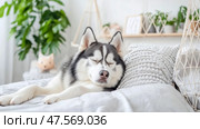 Tranquil rest: Sleeping husky dreams surrounded by soft bedding and comforting greens in serene home ambiance. Стоковое AI-изображение, AI-художник Данила Большаков / Фотобанк Лори