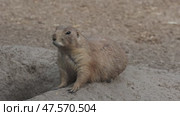Prairie dog on ground. Стоковое видео, видеограф Михаил Коханчиков / Фотобанк Лори