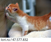 A ginger and white kitten in profile reaches out to a wooden wall, exploring its surroundings. Its paws are pressed against the surface, its tail is raised, and its fur is slightly ruffled. The kitten is standing on a soft light-colored blanket, the background is blurred. The photo perfectly conveys the moment of activity, curiosity, and the first attempt to interact with the world. Стоковое фото, фотограф Анна Кривицкая / Фотобанк Лори