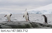 Chinstrap Penguin Standing On Stone In The Antarctic Peninsula. closeup. Стоковое видео, видеограф Vladimir / Фотобанк Лори