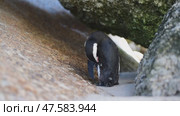 One little African penguin on sandy beach hiding between rocks. Spheniscus demersus or jackass penguin. Colony on Boulders Beach Nature Reserve in Simon's Town in South Africa. Wildlife nature birds. Стоковое видео, видеограф Vladimir / Фотобанк Лори