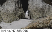 One little African penguin on sandy beach hiding between rocks. Spheniscus demersus or jackass penguin. Colony on Boulders Beach Nature Reserve in Simon's Town in South Africa. Wildlife nature birds. Стоковое видео, видеограф Vladimir / Фотобанк Лори