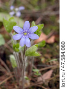 Snowdrop (Hepatica nobilis) Стоковое фото, фотограф Абрамов Михаил / Фотобанк Лори
