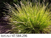 Sesleria autumnalis, Сеслерия осенняя. Стоковое фото, фотограф Юлия Бабкина / Фотобанк Лори
