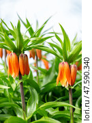 Flowers of the imperial fritillary with raindrops on the leaves. Orange flower buds among green foliage, close-up. Lawn decoration. Стоковое фото, фотограф Коханова Наталья / Фотобанк Лори