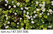 White Oxalis blooms in the forest in spring. View using the slider. Стоковое фото, фотограф Mikhail Davidovich / Фотобанк Лори