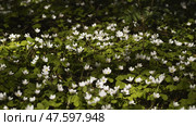 White Oxalis blooms in the forest in spring. View using the slider. Стоковое фото, фотограф Mikhail Davidovich / Фотобанк Лори