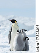 Emperor Penguin with three chicks in Antarctica. Стоковое фото, фотограф Vladimir / Фотобанк Лори