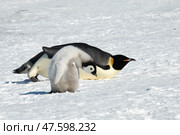 An Emperor Penguin with chick at the Emperor Penguin Colony at Snow Hill, Weddell Sea, Antarctica. October 2018. Стоковое фото, фотограф Vladimir / Фотобанк Лори