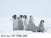 Emperor Penguin chicks, grouped together looking in different directions. Snow Hill Emperor Penguin Colony, Antarctica. Стоковое фото, фотограф Vladimir / Фотобанк Лори