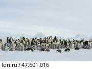 Colony of emperor penguins at Snow Hill Island, Weddell Sea, Antarctica, Polar Regions. Стоковое фото, фотограф Vladimir / Фотобанк Лори