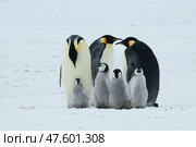 An Emperor Penguin with chick at the Emperor Penguin Colony at Snow Hill, Weddell Sea, Antarctica. October 2018. Стоковое фото, фотограф Vladimir / Фотобанк Лори