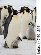 An Emperor Penguin with chick at the Emperor Penguin Colony at Snow Hill, Weddell Sea, Antarctica. October 2018. Стоковое фото, фотограф Vladimir / Фотобанк Лори