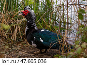Мускусная утка на природе. Стоковое фото, фотограф Александр Селезнев / Фотобанк Лори