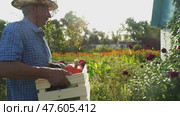 Farmer with a box of vegetables and fruits on a garden plot. Стоковое видео, видеограф Igor Skripachev / Фотобанк Лори