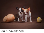 White and White-Brown Chihuahua Puppies with Pumpkins. Стоковое фото, фотограф Екатерина Горохова / Фотобанк Лори