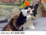 A three-colored fluffy cat with distinct spots plays with an orange fluffy toy in the shape of a bird. The cat holds the toy with its paws with excitement and energy and tries to bite it, demonstrating its hunting instinct and playful nature. The scene is filled with movement and emotion, creating a positive mood. Suitable for themes related to pets, cat games, cheerful behavior and the joy of communicating with a pet. Стоковое фото, фотограф Анна Кривицкая / Фотобанк Лори