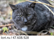 A black stray cat with a piercing gaze sits among dry grass and leaves. Its face shows traces of hardships - scars, abrasions, traces of tears. Its ears are broken, its fur is tousled. This shot is a powerful image of vulnerability, survival and fortitude of homeless animals. An ideal photo for social and charity projects related to animal protection. Стоковое фото, фотограф Анна Кривицкая / Фотобанк Лори