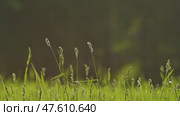 Grass and green meadow in summer. The video is sketched with a slider. Стоковое видео, видеограф Mikhail Davidovich / Фотобанк Лори