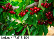 Image of a cherry cluster on a branch. Стоковое фото, фотограф Яков Филимонов / Фотобанк Лори