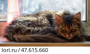 A fluffy cat with striking green eyes lies on a windowsill, illuminated by soft daylight. Its gaze is calm and observant, with long, slightly tousled fur. The background shows a blurred cityscape through the window. Стоковое фото, фотограф Анна Кривицкая / Фотобанк Лори