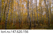 Autumn birch trees with yellow leaves.  Seasonal weather. Picturesque nature in a birch grove. Panoramic. Стоковое видео, видеограф Дмитрий Кобзев / Фотобанк Лори
