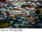 Red bellied piranha fish (Pygocentrus Nattereri) swimming in river water in South America jungle. Стоковое фото, фотограф Андрей Армягов / Фотобанк Лори