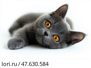 British Shorthair kitten relaxing belly-up with paws in the air. Игривый британский короткошерстный котенок удобно лежит на боку. В этой очаровательной сценке запечатлены любопытство и невинность котенка. Стоковое AI-изображение, AI-художник Katsiaryna Repich / Фотобанк Лори