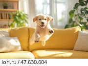Golden Retriever puppy joyfully jumping on a sunny yellow couch indoors. Щенок золотистого ретривера радостно прыгает на солнечном желтом диване в помещении. Стоковое AI-изображение, AI-художник Katsiaryna Repich / Фотобанк Лори