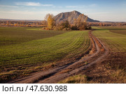 Autumn field sown before winter. Green shoots form a striped pattern against the backdrop of a solitary mountain and trees with yellow foliage. Стоковое фото, фотограф Андреева Тамара Викторовна / Фотобанк Лори