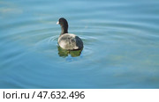 Close-up of a coot swimming in search of food on a serene blue lake, leaving behind a gentle ripple. The bird's striking black plumage contrasts with its white beak. Стоковое видео, видеограф Воловодов Владимир / Фотобанк Лори