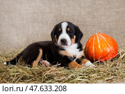 Entleboucher Sennenhund puppy lies in the hay with an orange pumpkin. Стоковое фото, фотограф Екатерина Горохова / Фотобанк Лори