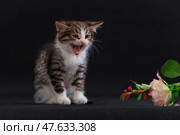 Kitten screaming and hissing at unfamiliar object, rose flower. Стоковое фото, фотограф Екатерина Горохова / Фотобанк Лори