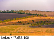 A picturesque rural landscape with rolling fields lit by the soft light of the setting sun. Yellow dry grasses are visible ahead, and further on are dark plowed plots of land separated by strips of trees, mostly young birches. The landscape alternates between arable land, meadows and forest belts. The whole space breathes calm, warmth and natural beauty. The color palette is golden brown with accents of greenery and a soft sky in pastel tones. Стоковое фото, фотограф Анна Кривицкая / Фотобанк Лори