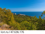 A picturesque view from a hill in Crimea. In the foreground is lush green trees, possibly oaks, in a light autumn shade. In the center are vineyards, neatly planted in rows on the slope. Behind them are modern residential buildings, including high-rises, probably resort complexes. In the distance is the endless Black Sea, calm and deep blue, merging with the horizon under a clear blue sky. The photo conveys an atmosphere of calm, comfort and natural wealth of the southern coast. Стоковое фото, фотограф Анна Кривицкая / Фотобанк Лори