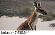 Kangaroos in the middle of the Australian desert. Стоковое AI-видео, аниматор Ирина Старикова / Фотобанк Лори