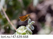 A brown butterfly (Carcharodus alceae) sitting on a flower close-up. Стоковое фото, фотограф Татьяна Ляпи / Фотобанк Лори