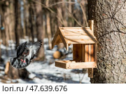 A park on a sunny day. Bird and animal feeders. A pigeon in a feeding trough. Caring and care. Ornithology. Стоковое фото, фотограф Photojuli / Фотобанк Лори