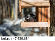 A park on a sunny day. Bird and animal feeders. A pigeon in a feeding trough. Caring and care. Ornithology. Стоковое фото, фотограф Photojuli / Фотобанк Лори