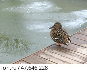 Mallard, dabbling duck, belongs to subfamily Anatinae of waterfowl family Anatidae, on bank of frozen pond. Стоковое фото, фотограф Валерия Попова / Фотобанк Лори