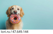 Dog joyfully holds a colorful donut in its mouth in playful setting, copy space. Собака радостно держит в пасти разноцветный пончик в игривой обстановке. Стоковое AI-изображение, AI-художник Katsiaryna Repich / Фотобанк Лори