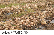 Ripe onion crop on ground. Vegetable field harvest. Стоковое видео, видеограф Яков Филимонов / Фотобанк Лори