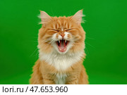 Tabby red cat on green screen isolated with chromakey, real shot. Close-up portrait of angry cat hissing and raising up two paws on the green screen. Feline with open mouth, muzzle close up. Says meow. Стоковое AI-изображение, AI-художник Марина Демидюк / Фотобанк Лори