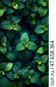 Aromatic Mint Garden: Fresh Green Herb Leaves for Culinary Delights and Herbal Infusions. Стоковое AI-изображение, AI-художник Данила Большаков / Фотобанк Лори