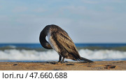 Great cormorant preening its feathers on Crimean beach. Стоковое фото, фотограф Mikhail Davidovich / Фотобанк Лори