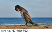 Great cormorant preening feathers on Crimean beach. Стоковое фото, фотограф Mikhail Davidovich / Фотобанк Лори