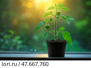 Young tomato plant growing in sunlight by the window in a cozy space. Молодое растение томата растет на солнечном свету у окна в уютном помещении. Стоковое AI-изображение, AI-художник Katsiaryna Repich / Фотобанк Лори